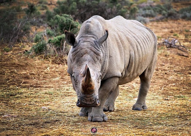 How You Can Make A Difference with #JustOneRhino