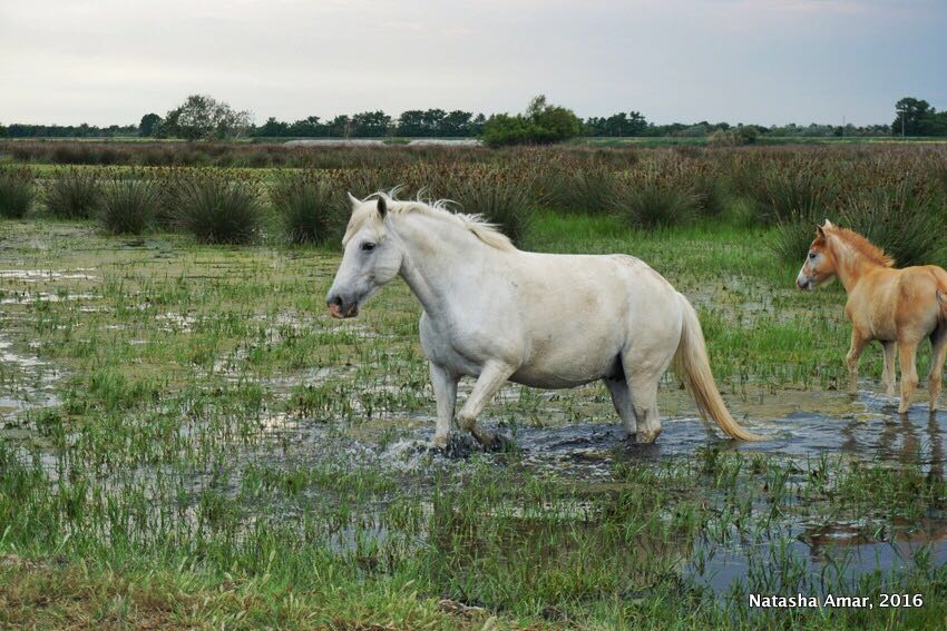 Po Delta Adventures Nature & Wildlife in Emilia Romagna