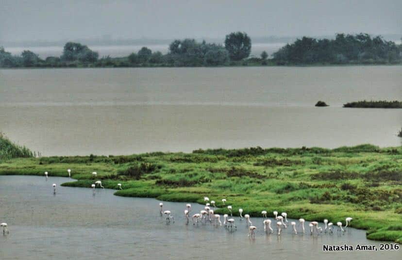 Po Delta Adventures Nature & Wildlife in Emilia Romagna- Flamingo Lagoon