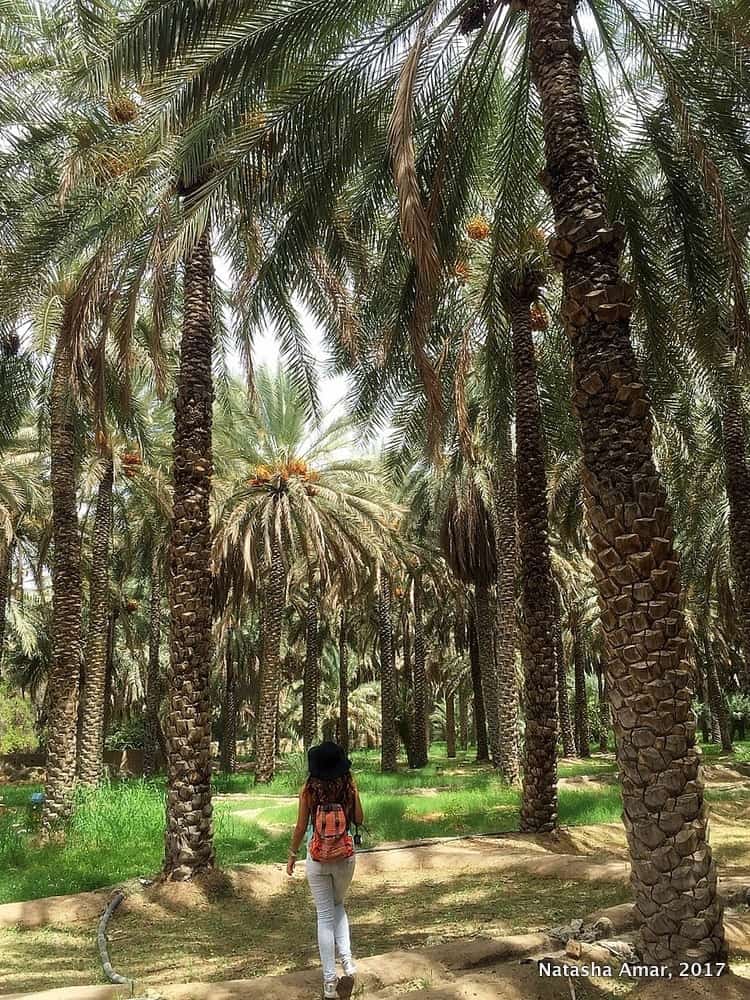 Top Things To Do in Al Ain: Visit the Al Ain Oasis