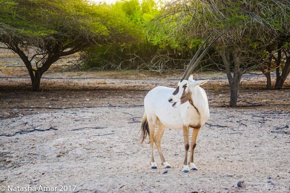 Arabian oryx on Sir Bani Yas Island