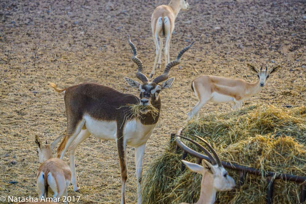 Anantara Sir Bani Yas Island Resorts