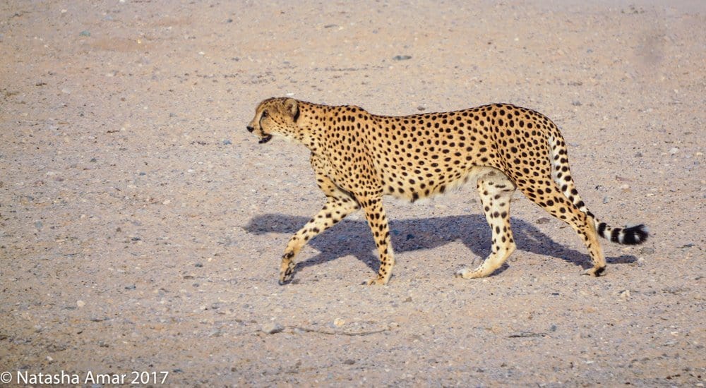 Anantara Sir Bani Yas Island Resorts