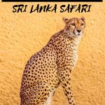Sri Lanka Safari: Why You Should Visit Yala National Park Safari If a Safari in Sri Lanka is on your bucket list or you simply like the idea of seeing the country’s incredible wildlife, here’s what it’s like to visit Yala National Park, one of the best safaris in Sri Lanka. #safari #srilanka #srilankatravel #srilankasafari #elephantsafari #elephants #leopardsafari #Asia