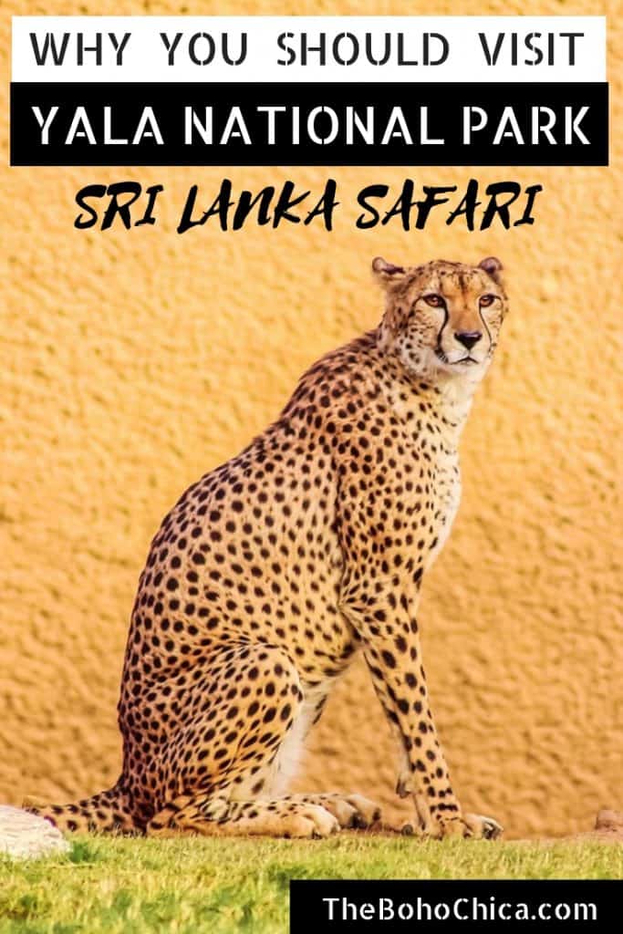 Sri Lanka Safari: Why You Should Visit Yala National Park Safari If a Safari in Sri Lanka is on your bucket list or you simply like the idea of seeing the country’s incredible wildlife, here’s what it’s like to visit Yala National Park, one of the best safaris in Sri Lanka. #safari #srilanka #srilankatravel #srilankasafari #elephantsafari #elephants #leopardsafari #Asia