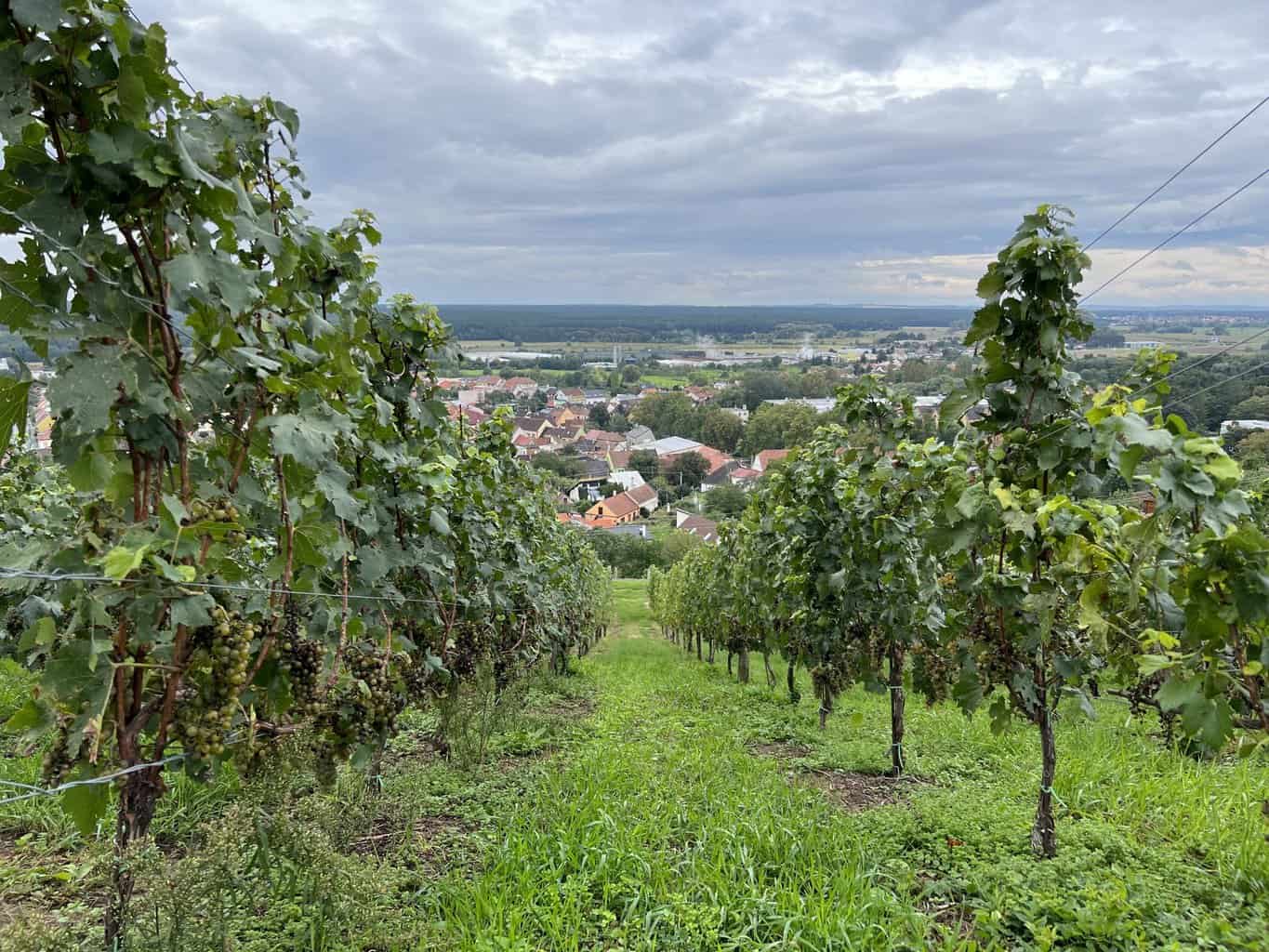 A Wine Tour of South Moravia in the Czech Republic 