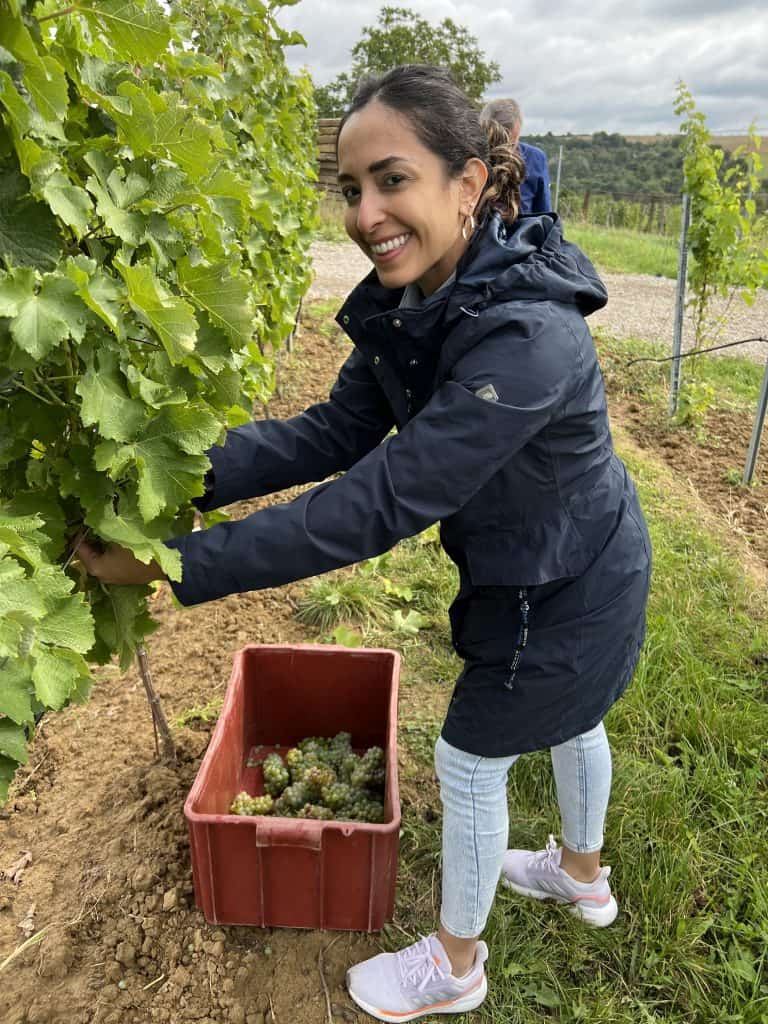 An Indian woman in a navy blue knee-length jacket and light blue jeans is snipping grapes from vines in a vineyard. Her black hair is in a bun and she is wearing gold hoop earrings. She is smiling at the camera. A red crate of grapes is at her feet. 