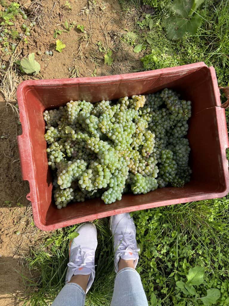 A red crate of grapes is placed on the earth. You can see a pair of feet in sneakers next to it. 