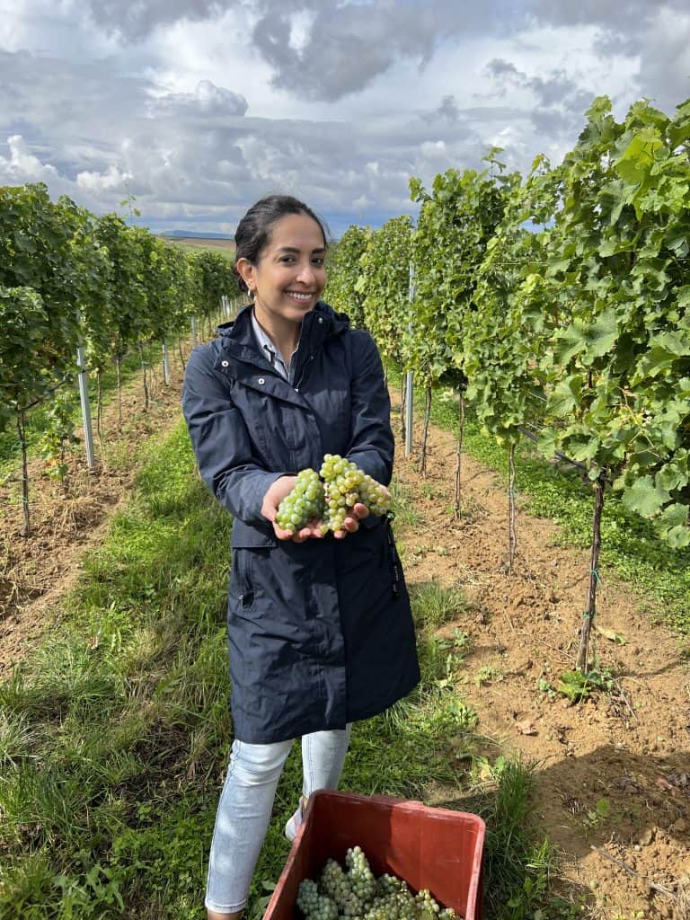 A girl stands in a vineyard with a red crate of green grapes at her feet and a bunch of grapes in both hands. She is wearing a knee-length navy blue rain jacket and light blue jeans. Her black hair is tied into a bun, and she is smiling. Behind her is the vineyard where she has been harvesting grapes. 