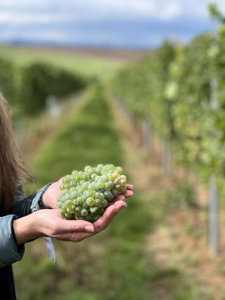 Close up of a bunch of green grapes in a pair of hands. The background is a blurry one of a vineyard and blue skies. 