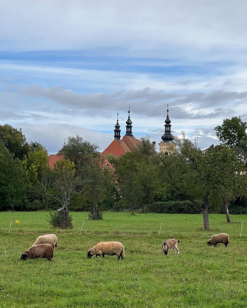 Five sheep graze in a pasture. Behind them are green trees from which red roofs with black domes peek out under a blue sky. 