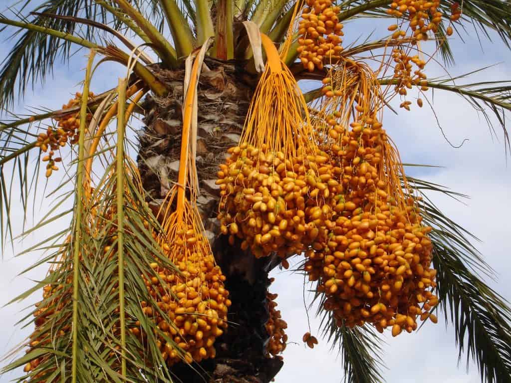 Bunches of yellow-gold dates hanging from date palm trees