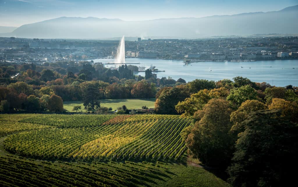 Vineyards overlooking the lake in Geneva