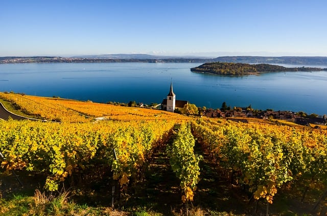 Rows of vines lead to the blue waters of Lake Biel in Switzerland