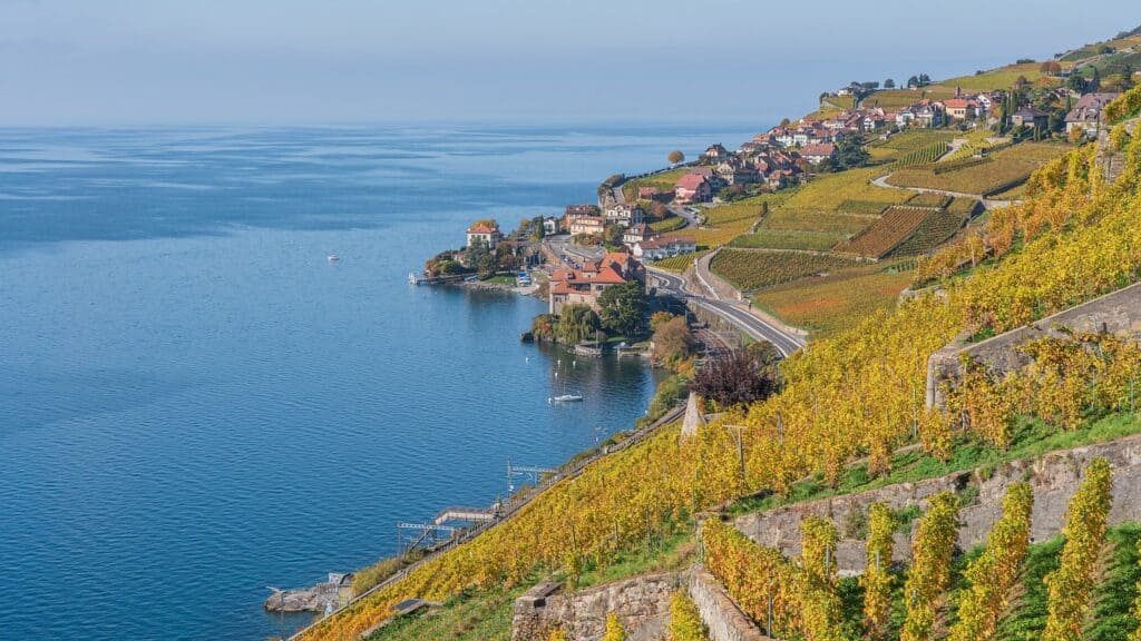 A yellow-green landscape of terraced vineyards with wine villages and wineries overlooking the blue waters of Lake Geneva