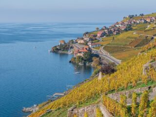 A yellow-green landscape of terraced vineyards with wine villages and wineries overlooking the blue waters of Lake Geneva