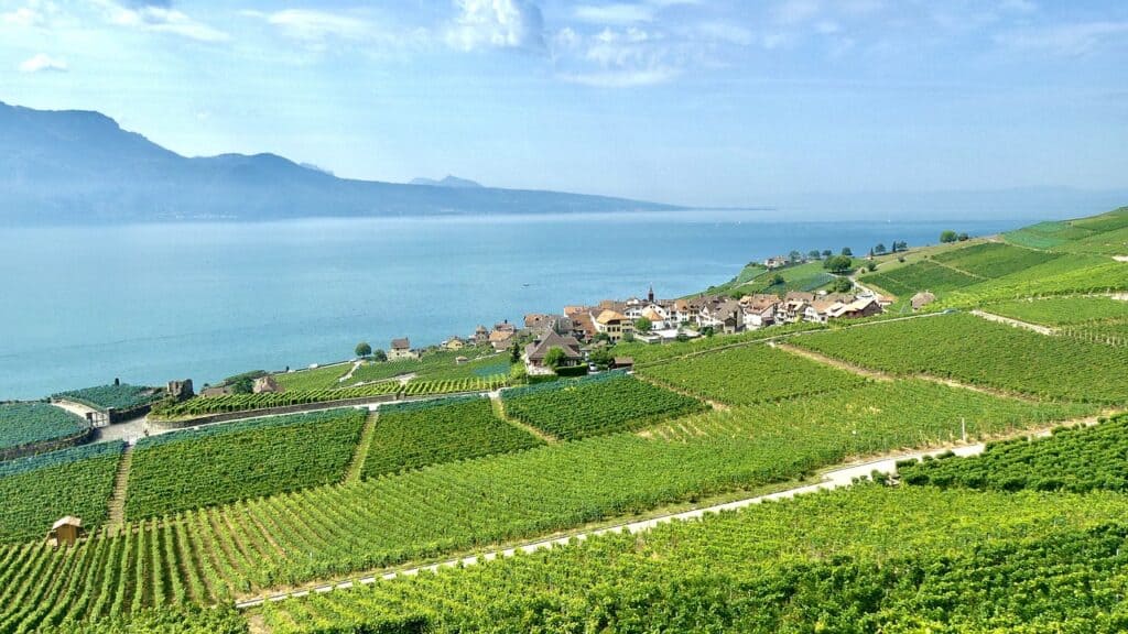 Bright green terraced vineyards of Lavaux lead down to Lake Geneva