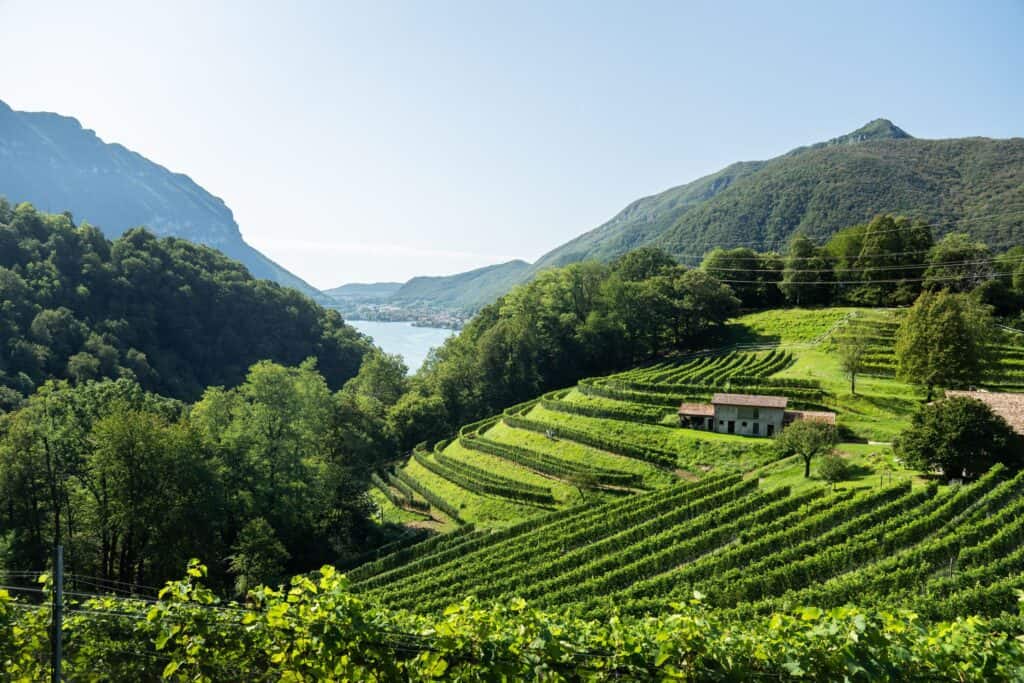 a vista of terraced vineyards rising on both sides, their slopes leading to a lake in the center