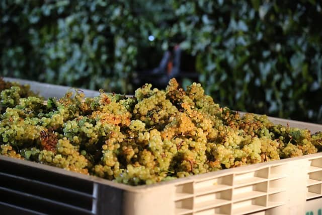 Bunches of green grapes, just harvested to make wine, in a crate